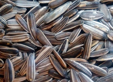 تصویر 3 از خرید و فروش تخمه دور سفید ایرانی با شرایط فوق العاده